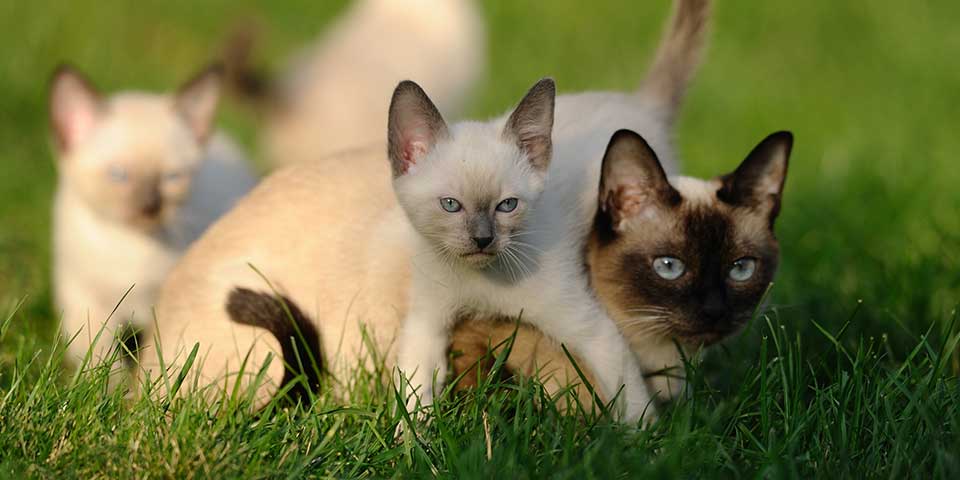 kitten