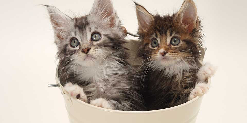 kitten