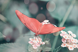 red butterfly
