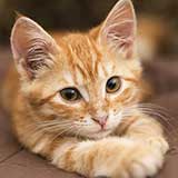 Cutest Kitten