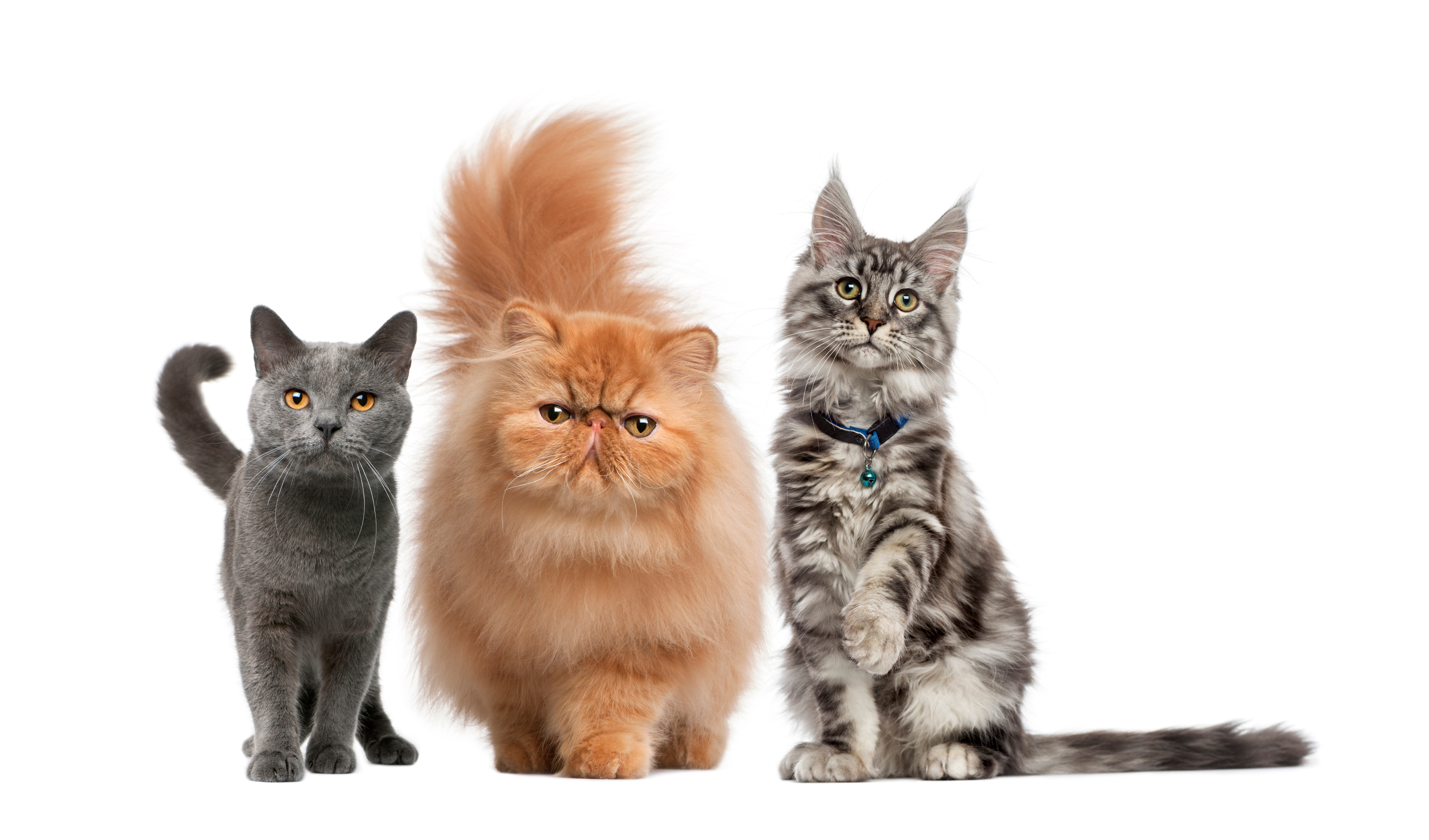 Front Image of Cats