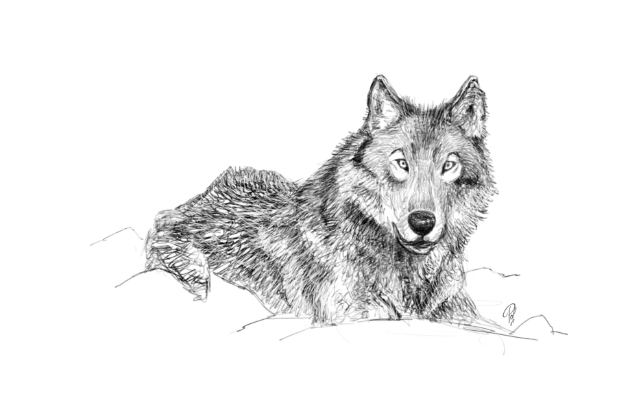 Wolf