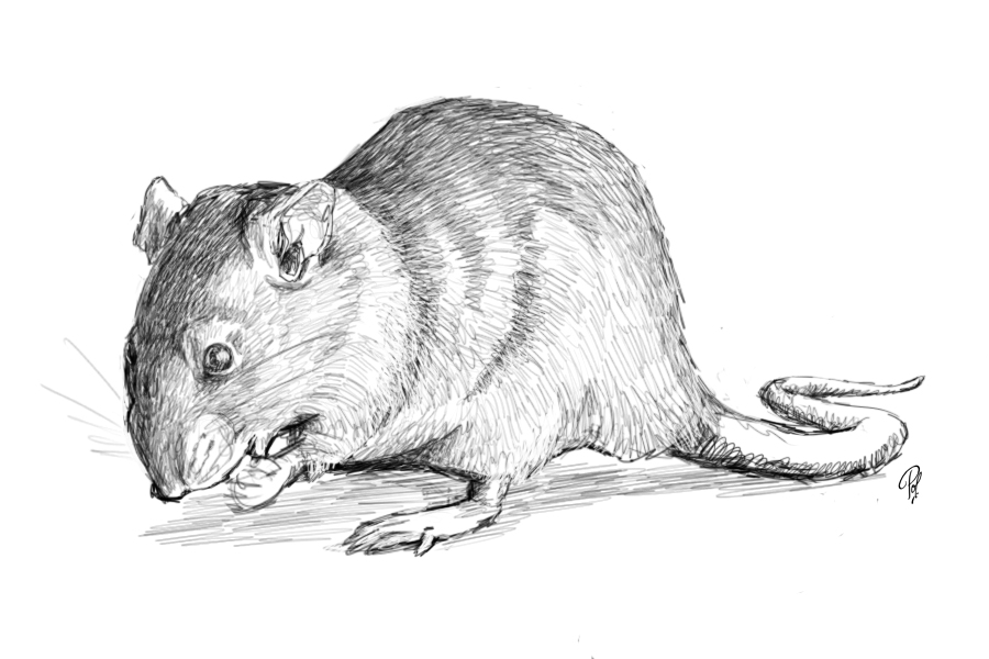 Rat