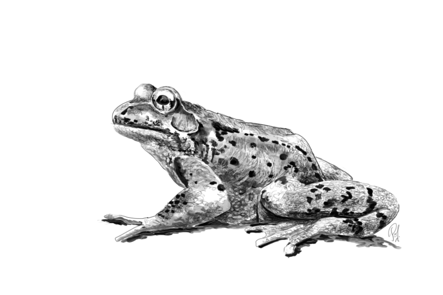 Frog