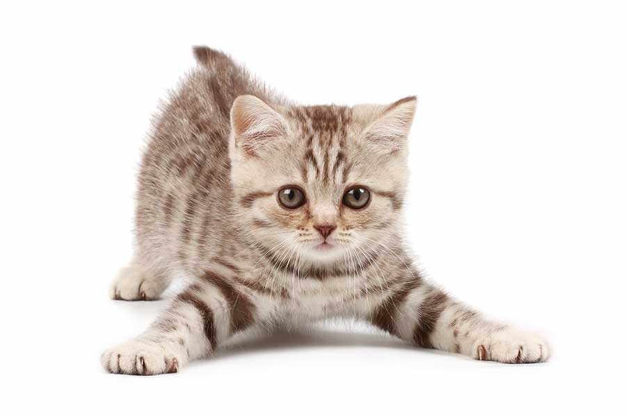 Kitten 1