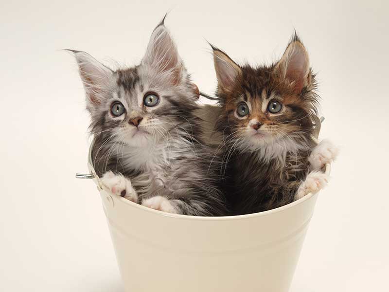 Kitten 2