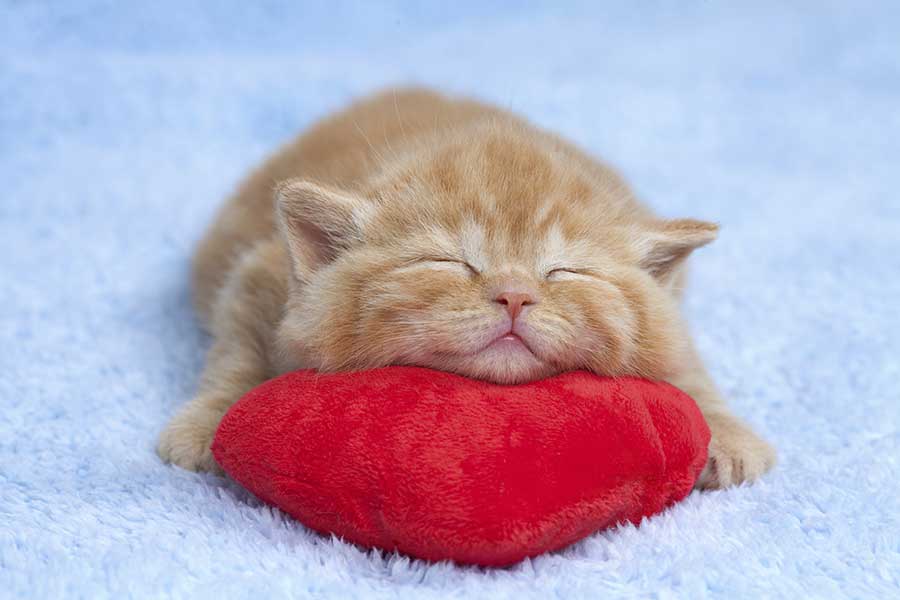 Kitten 5