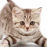 Kitten 1