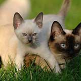 Kitten 3