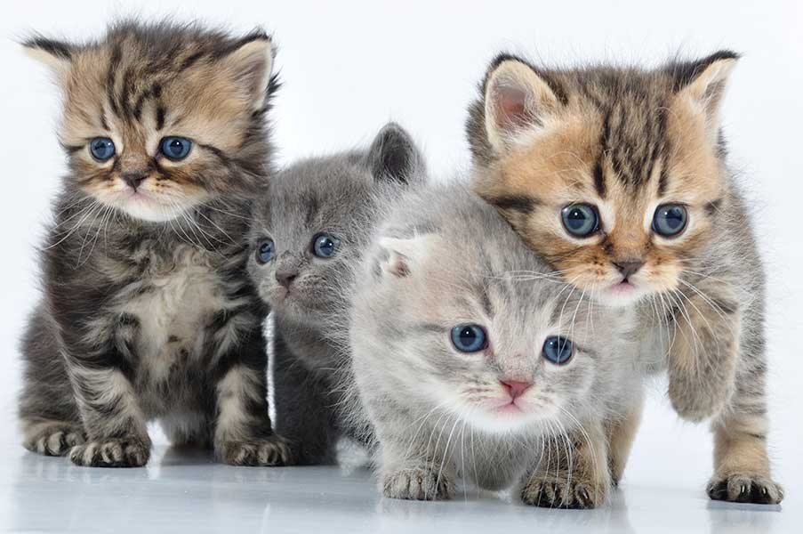 Kitten 4