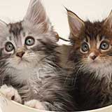 Kitten 2