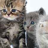 Kitten 4
