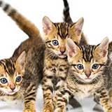 Kitten 6
