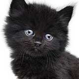 Kitten 7