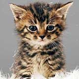 Kitten 8