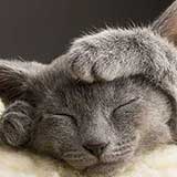 Kitten 9