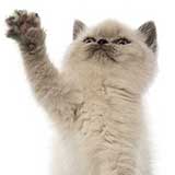 Kitten 10