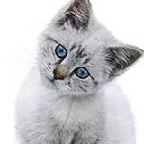 Kitten 11