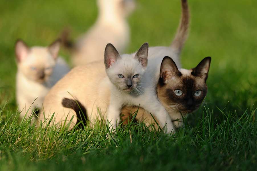 kitten