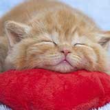 kitten!