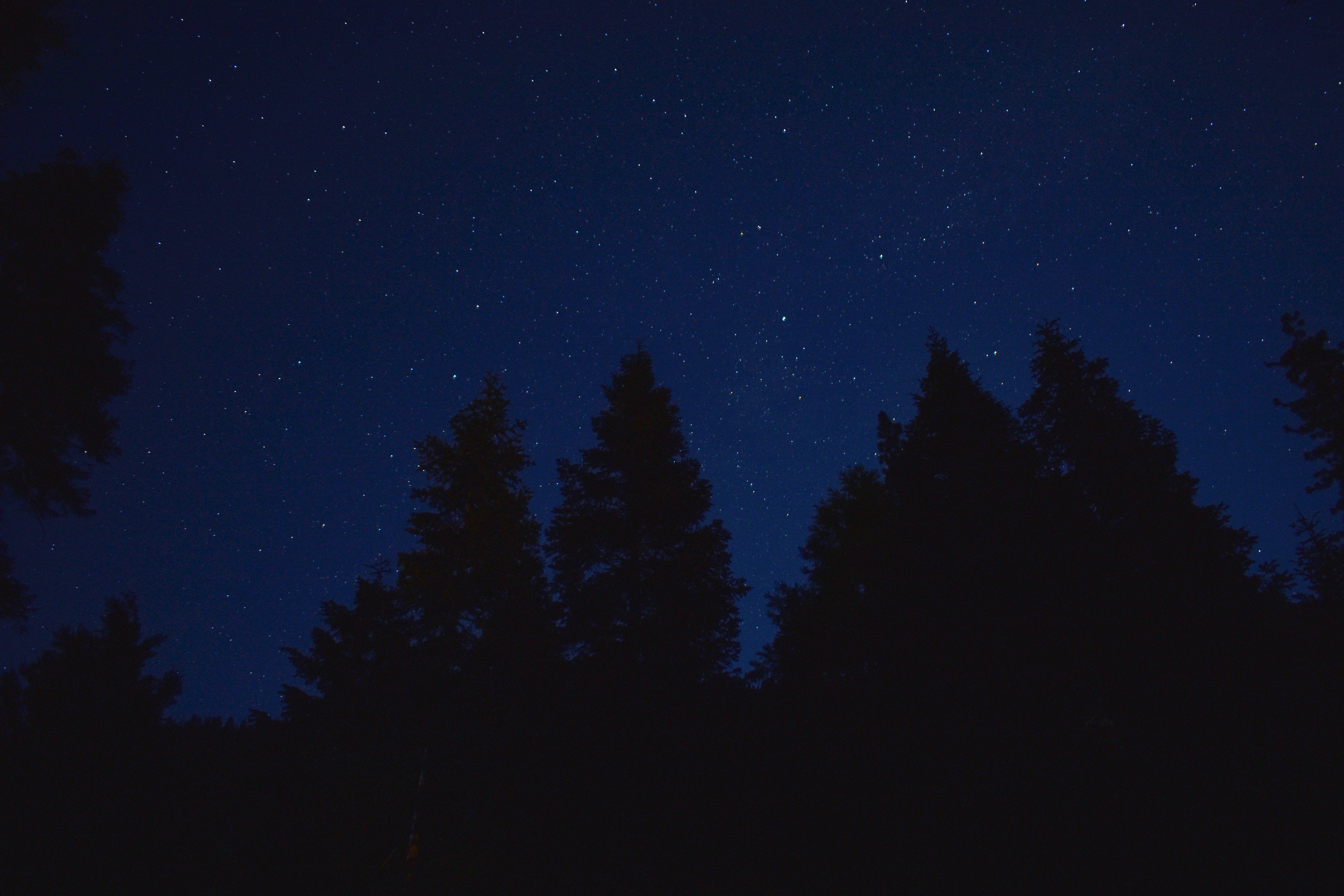 stary night with pine tree sihlouttes