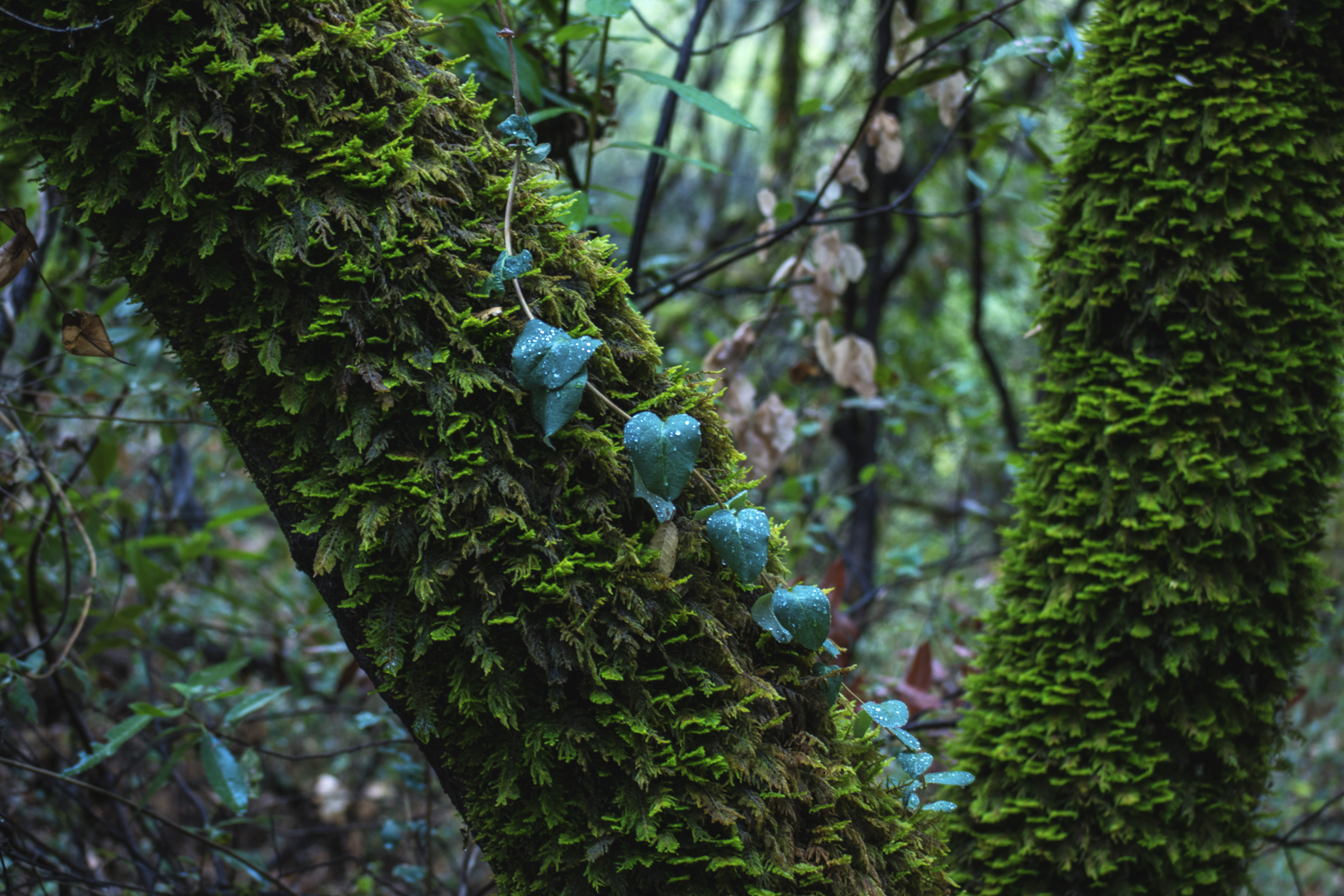 Blue green leaves on a moss covered tree