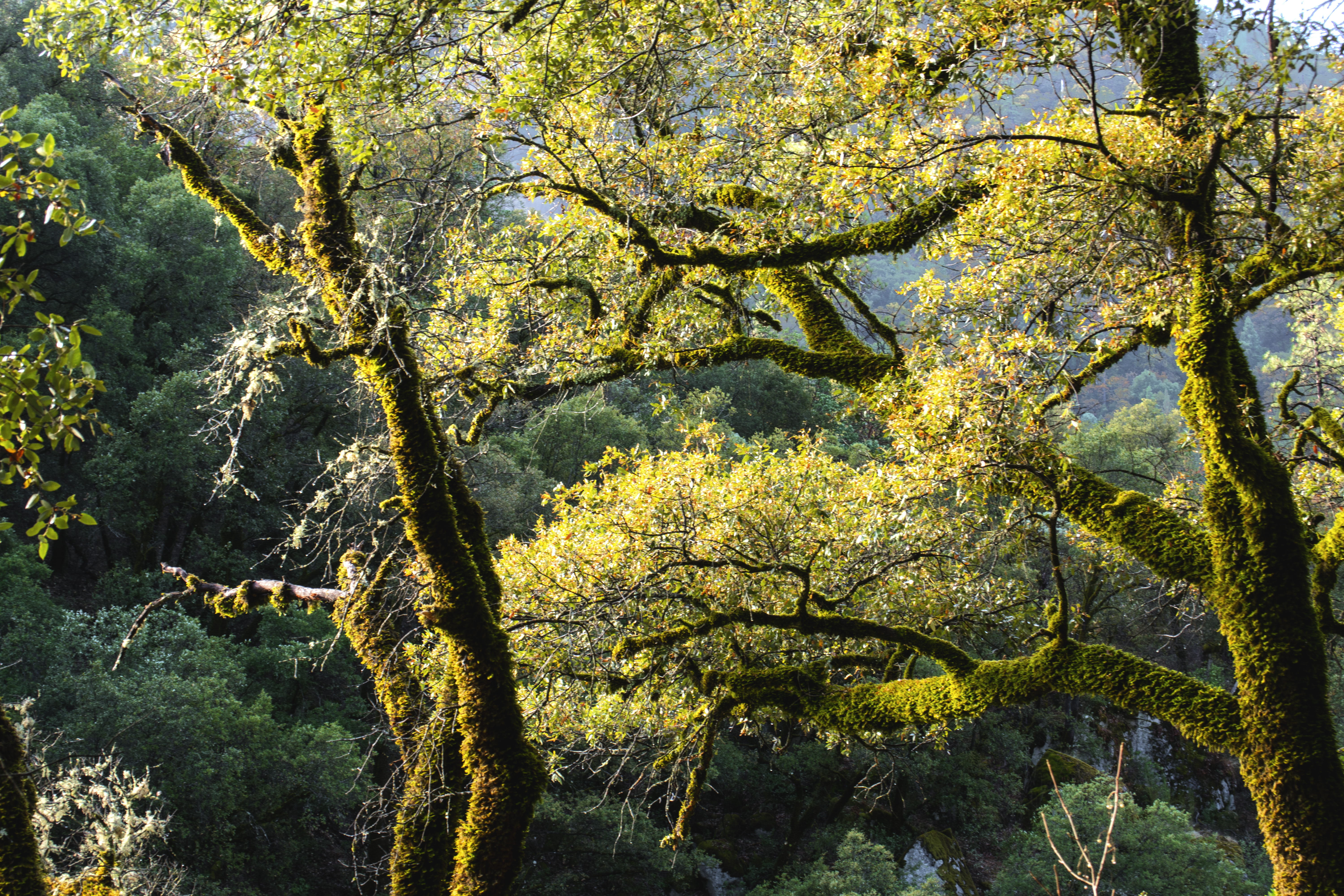 yellow leaves lit up by morning sun