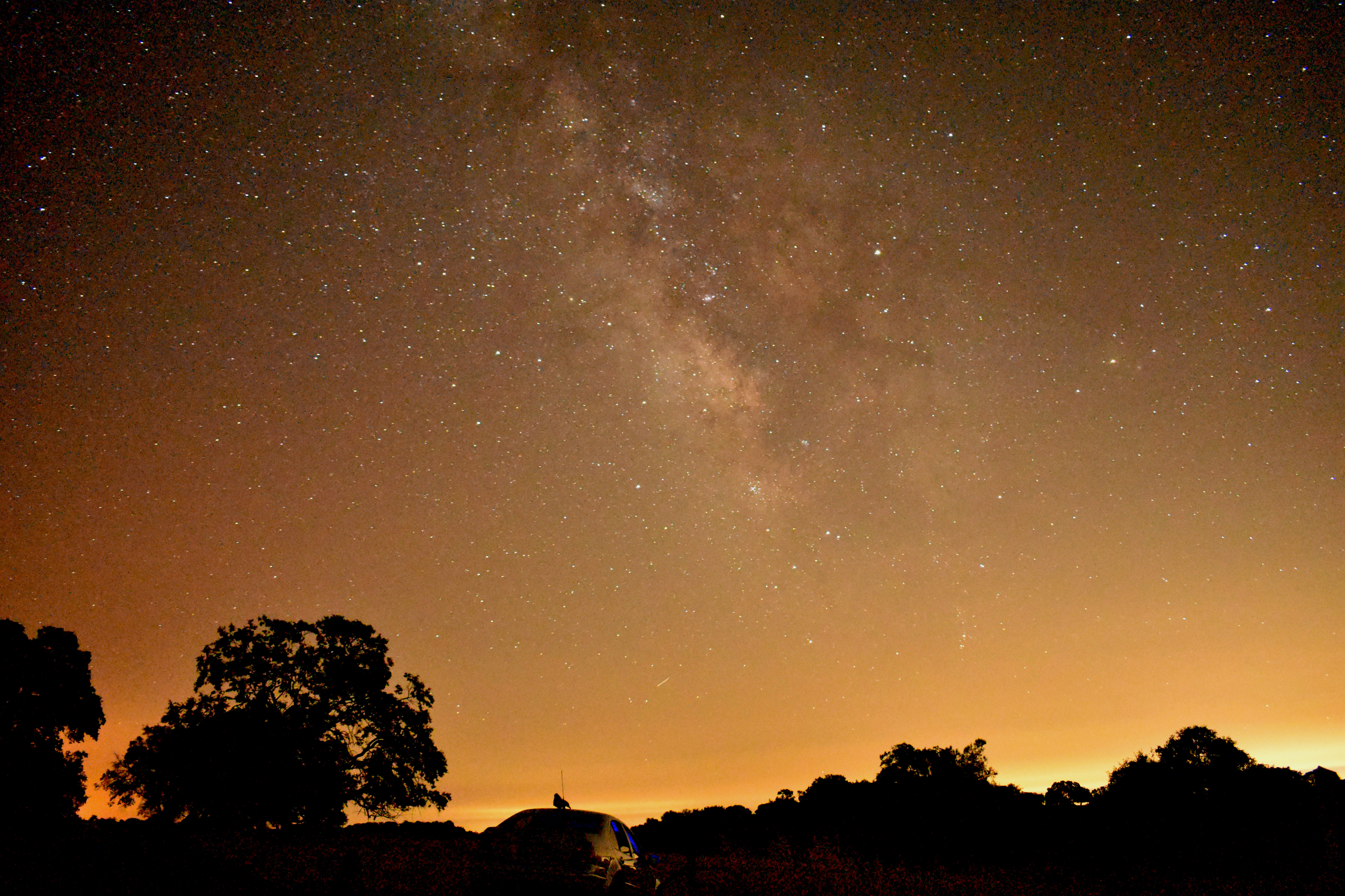 milky way galaxy with tree sihloutte