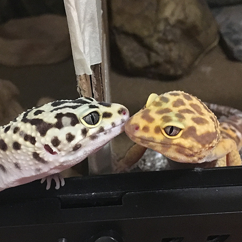 Picture of two leopard geckos