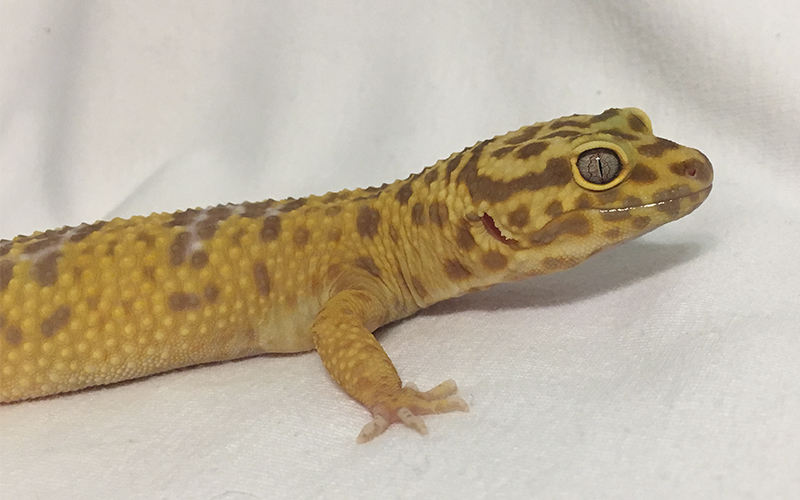 Picture of a Leopard Gecko