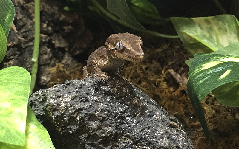 Picture of a Gargoyle Gecko