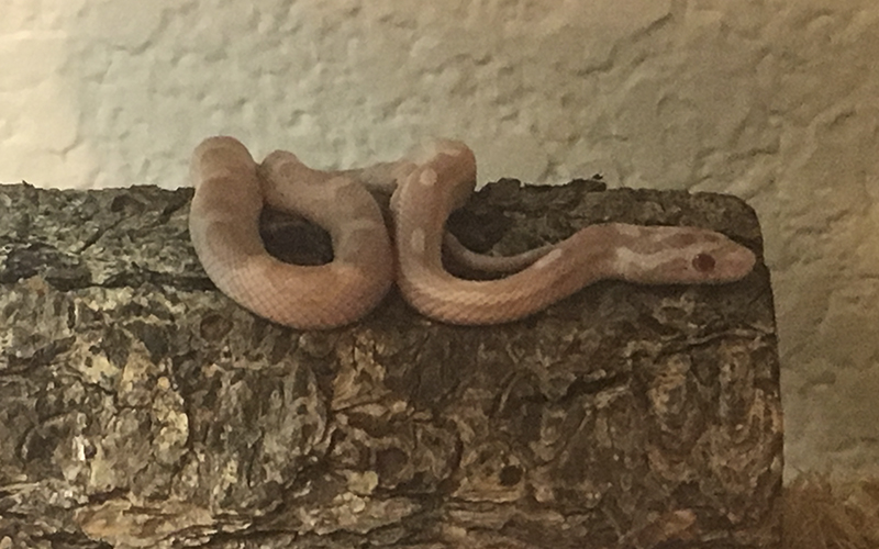 Picture of a Corn Snake