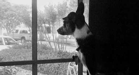 Jackson Avery classically looking out the front window of his home