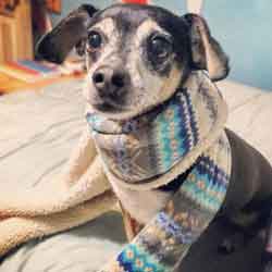 Portrait of Jackson Avery wrapped in a fasionable blue, gray, and white scarf around his neck, while laying on his mom's bed