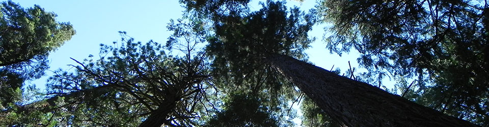 Vertical shot of tree branches