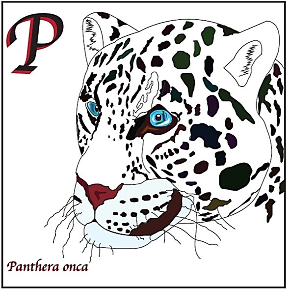 traced digital drawing in adobe illustrator of the hand drawn picture of the jaguar