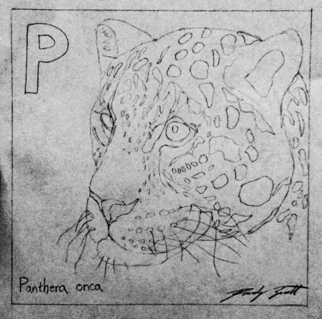 hand drawn picture of a jaguar