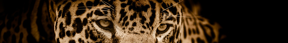 picture of a jaguar
