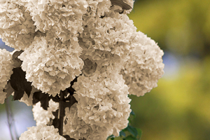  White flowers with yellow background. 