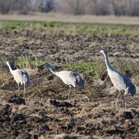 Cranes walking on a newly planted field. 