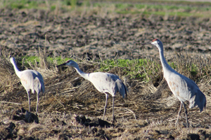 Cranes walking on a newly planted field. 