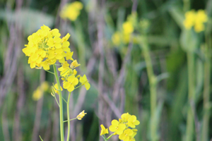A Yellow mustard flower.