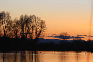 A picture of a wetland with ducks swimming and a sunset.