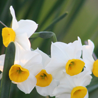 Wild daffodils. White on the outside and bright-yellow on the inner rim.