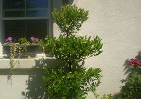 Poodle Topiary